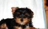Йоркширский терьер. Девочка. 16.05.2010. Стандарт превью 1159377.