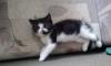 Продаются экзотические короткошерстные котята превью 1161916.