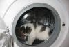 Превью Котенок рысенок Москва - 1