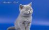 Британские котята голубые и лиловые превью 1162760.