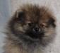 Щенки померанского шпица превью 1163450.