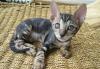 Продаётся котёнок  корниш рекс превью 1163752.