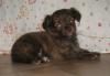 Чихуахуа -  шоколадно-тигровые  малыши превью 1163887.
