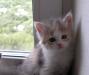 Котенок(отдамся в хорошие руки) превью 1164227.