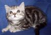 Британский котенок 2000р превью 1164600.