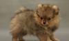 Карликовый померанский шпиц превью 1165981.