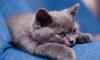 Британские плюшевые котята голубого окраса превью 1166955.