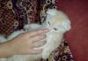 Превью Котенок Реутов - 1