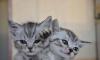 Британские котята превью 1168704.