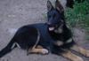 Немецкая овчарка (старого типа)-девочка 6 мес превью 1168888.