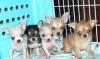 Чихуахуа щенки,чихуа-хуа превью 1169049.