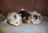 Котята (мама перс,папа сибирский) в добрые руки превью 1169082.