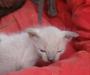 Превью Симпатичные котятки-сфинксы Екатеринбург - 2