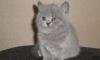 Британские плюшевые котята превью 1171703.