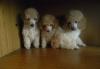 Щенки от тоя до малого пуделя превью 1172552.