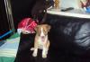 Отдам щенков в добрые руки превью 1172962.