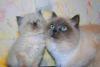 Котята РЭГДОЛЛ превью 1173259.