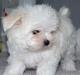 Милые щенки мальтийской для продажи превью 1173427.