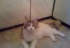 Превью Кошечка Породы Мейн-кун (maine Coon) Санкт-Петербург - 1