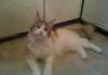 Превью Кошечка Породы Мейн-кун (maine Coon) Санкт-Петербург - 2