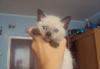 Тайские котята превью 1174064.
