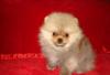 Померанский шпиц (карликовый) щенки превью 1174261.
