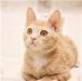 Превью "Котята 8 мес.Рыжая кошечка и черный котик" Санкт-Петербург - 1