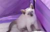 Тайские котята, окрас блю пойнт и лилак пойнт превью 1175924.