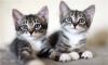 Красивые, маленькие котята заботливым родителям превью 1176300.