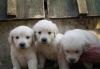 Жаркие цены, класные золотистые ретриверы превью 1177031.