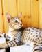 Бенгальская кошка 3 мес. Питомник превью 1177150.