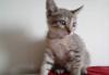 Котята метисы в добрые, обеспеченные  руки превью 1177194.