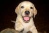 Щенки лабрадора превью 1177442.
