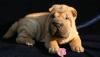 Шар-пей щенки превью 1177692.
