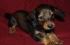 Продается клубная д/ш миниатюрная такса превью 1177694.
