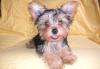 Щенки йоркширского терьера превью 1177703.