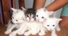 Отдадим котят превью 1177763.