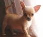 Чихуахуа, щенки, г/ш превью 1178041.