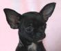 Чихуа-хуа г/ш черный мальчик превью 1178952.