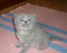 Продам элитных котят Британской породы превью 1179092.