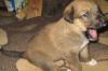 Щенки метисы голландской овчарки превью 1179194.