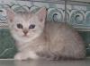 Превью Шотландские котики  хайленды и страйты Москва - 2
