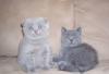 Шотландские вислоухие и страйт котята недорого превью 1179698.