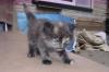 Отдам котят в хорошие руки превью 1179793.