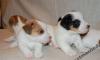 Щенки джек рассел терьера, "Маска" превью 1181239.