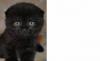 Превью Британские  и шотландские вислоухие котята Москва - 2