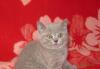 Британские короткошёрстные котята превью 1181723.