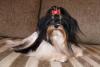 Превью Бивер Йорк кобель для вязок, вес 1,560г Москва - 2