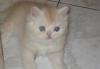 Персидский котенок превью 1184579.