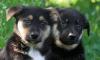Щенки в добрые руки превью 1187153.